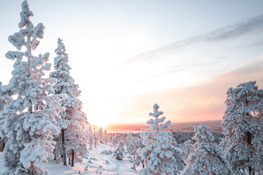 Image of snow covered trees in winter with sun low on the horizon suggesting time of the year around winter solstice